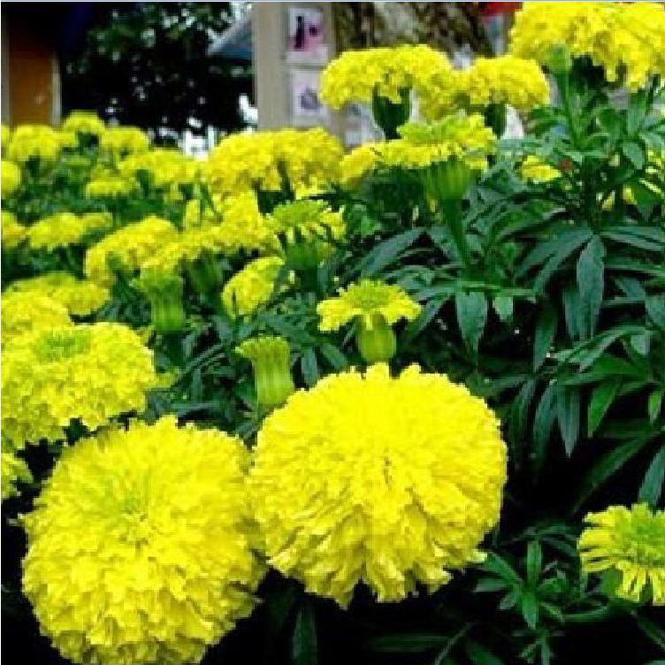 Hạt giống hoa Vạn Thọ vàng chanh Lùn F1 -TVVCC