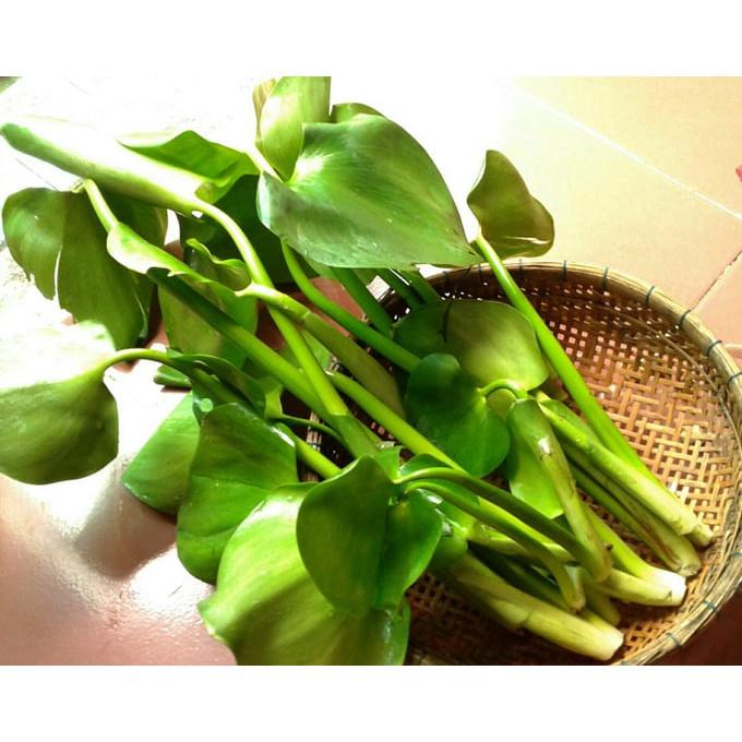 Cây Lục bình cao to- cây Bèo Tây lục bình giống cao to