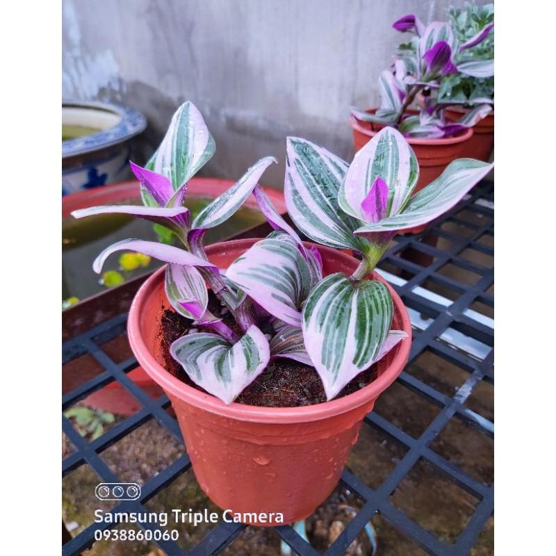 Cây Tradescantia fluminensis Quadricolor (Tricolor)