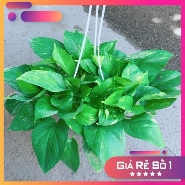 Chậu Trầu Bà Thái Size Đại