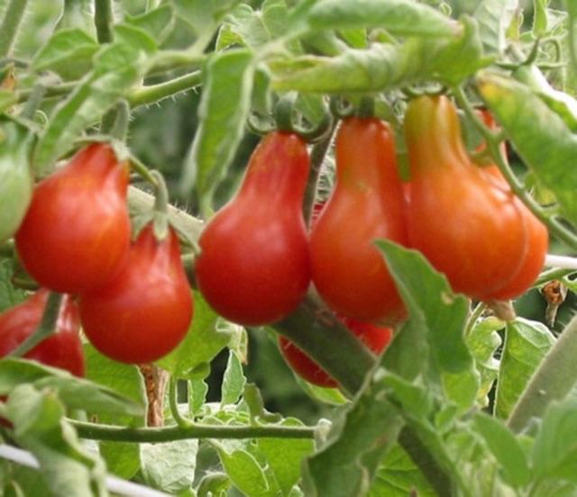Hạt giống cà trái lê đỏ