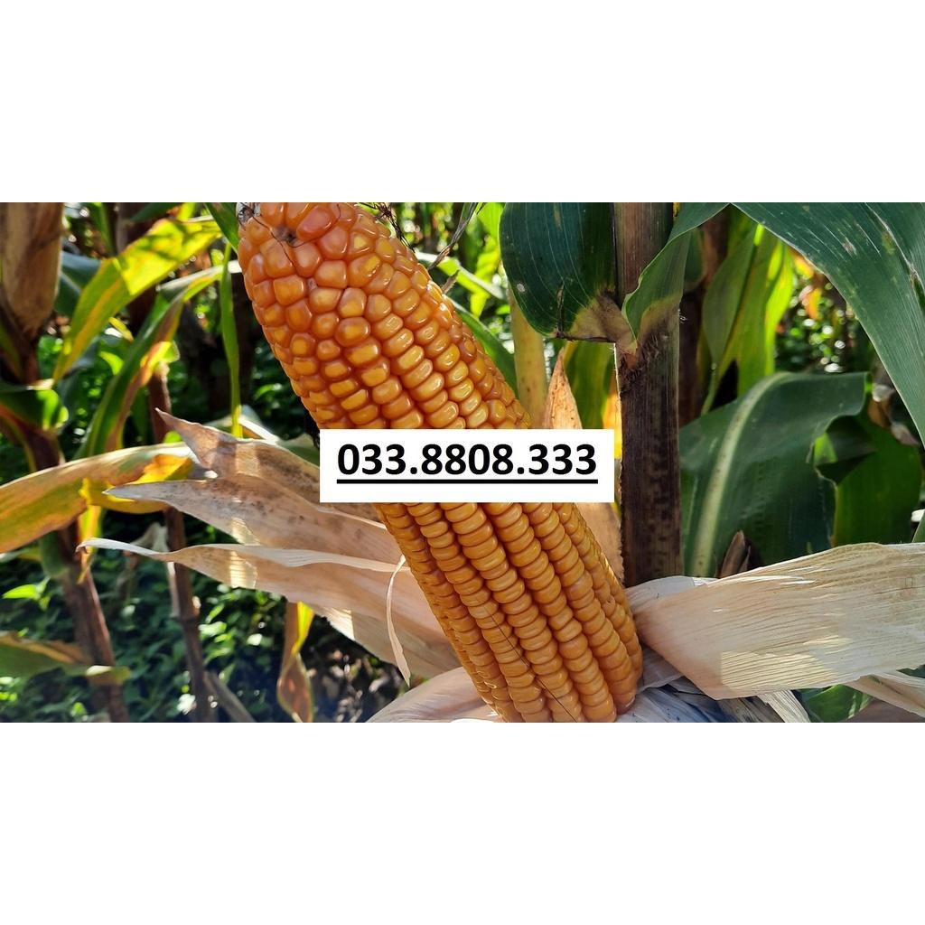 HẠT GIỐNG NGÔ SINH KHỐI BIẾN ĐỔI GEN NK4300 Bt/GT GÓI 200G KHÁNG SÂU