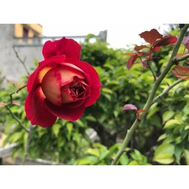 Hoa hồng Docteurs Massad