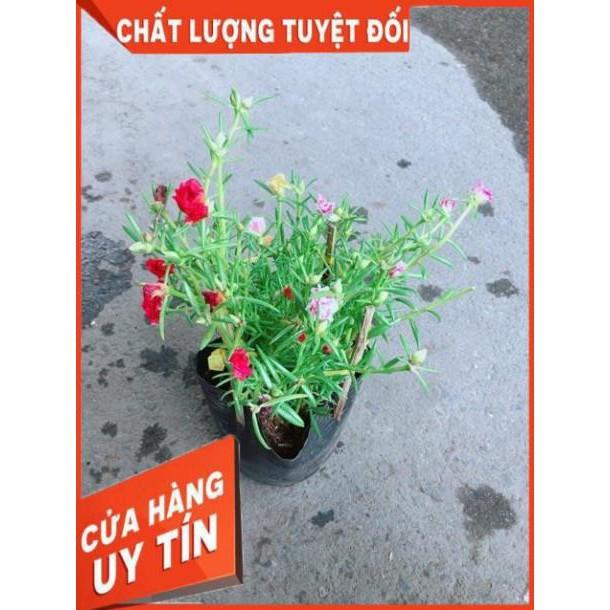Hoa Mười Giờ Mỹ