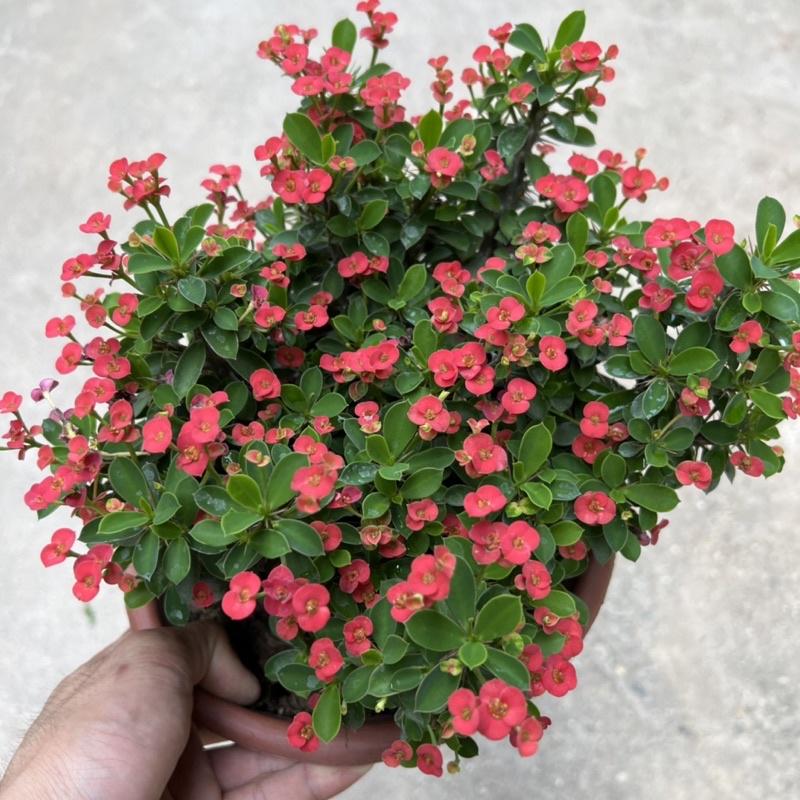 Cây xương rồng bát tiên hoa nhỏ bán kính 20cm, cây hoa nở quanh năm trang trí sân vườn, ban công