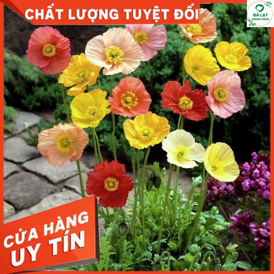 Hạt giống hoa poppy