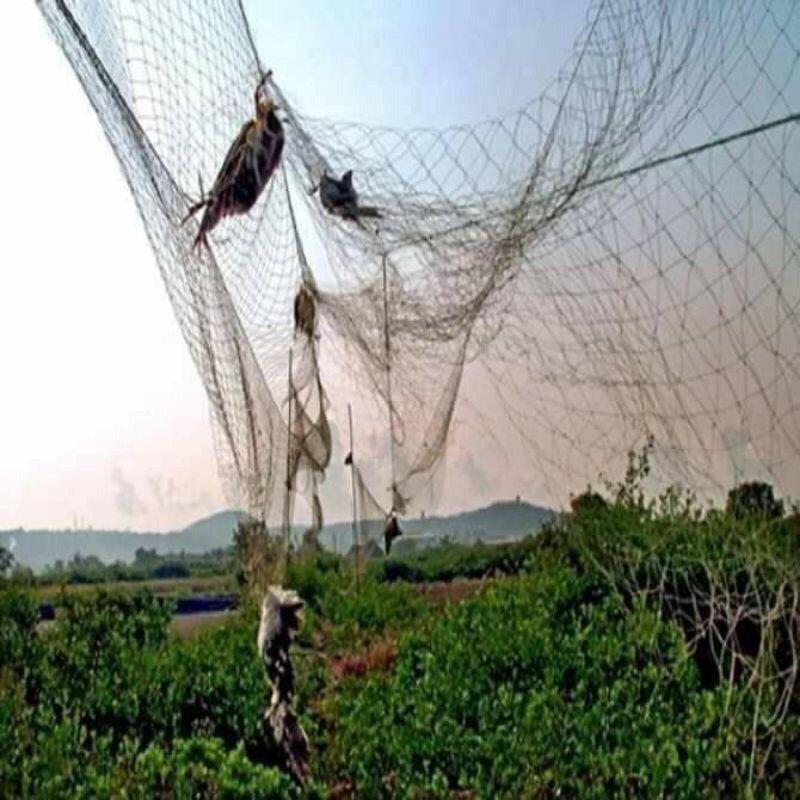 Lưới bẫy chim tàng hình 7 dây 6 túi cao 10 met thái lan giá rẻ