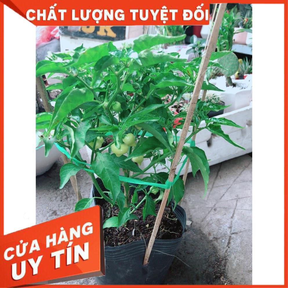 Chậu Ớt Kiểng Biquinho Độc Lạ Ăn Được