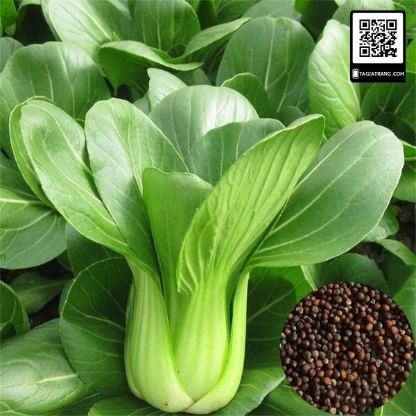 ️HẠT GIỐNG RAU CẢI THÌA F1️ RAU CẢI CHÍP CAO SẢN