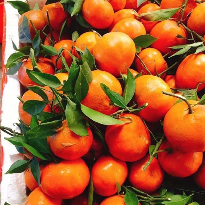 CÂY CAM ĐƯỜNG CANH