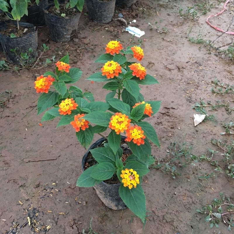 Cây Hoa Ngũ Sắc Vàng Cam,Cây Xum Xuê Đã Có Sẵn Hoa
