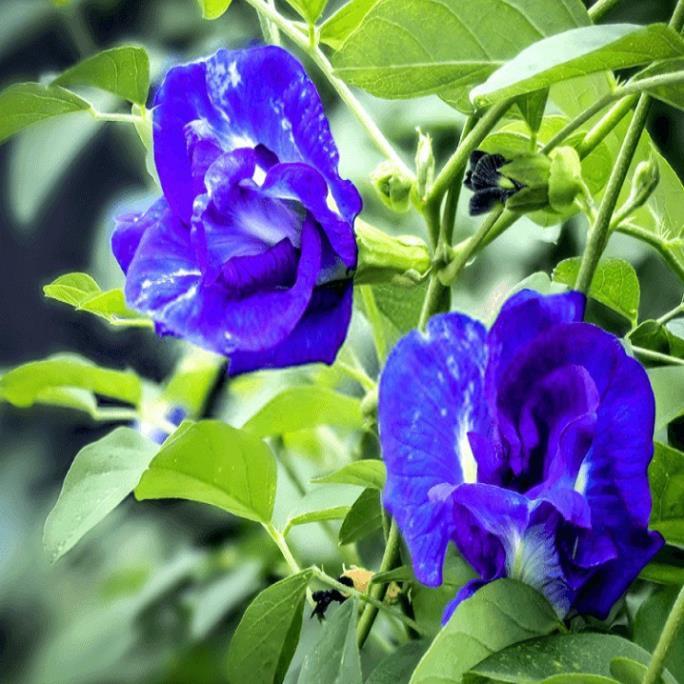 NGUYÊN CHẬU CÂY GIỐNG HOA ĐẬU BIẾC SIÊU ĐẸP SIÊU TỐT