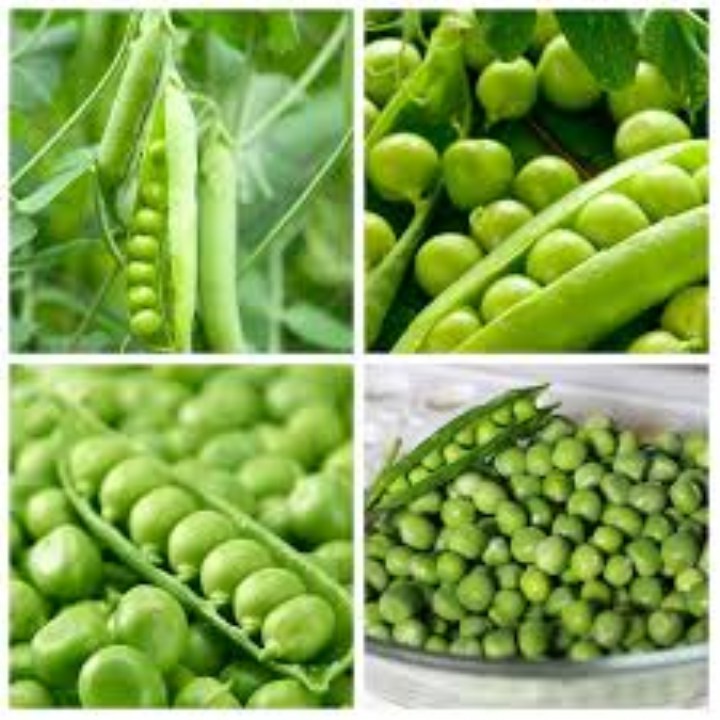 25 gram hạt giống đậu hà lan có thể ăn lá và lấy quả