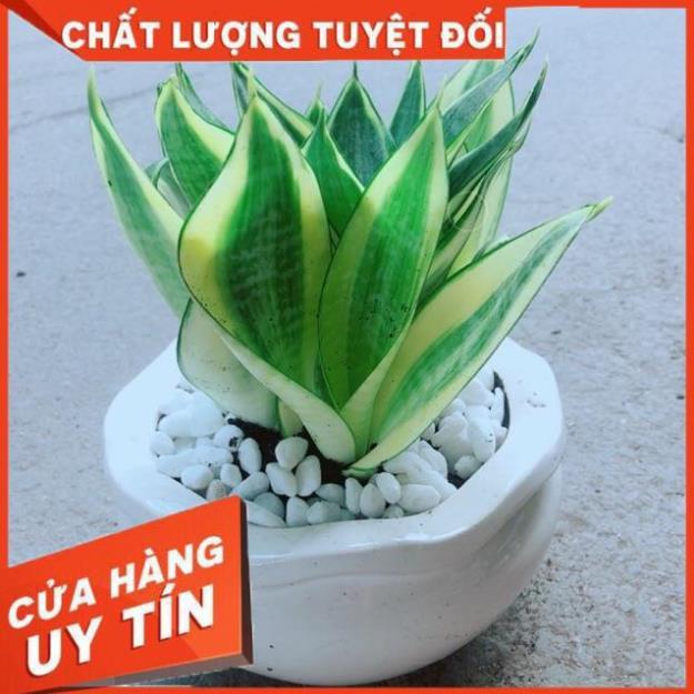 Chậu Lưỡi Hổ Thái