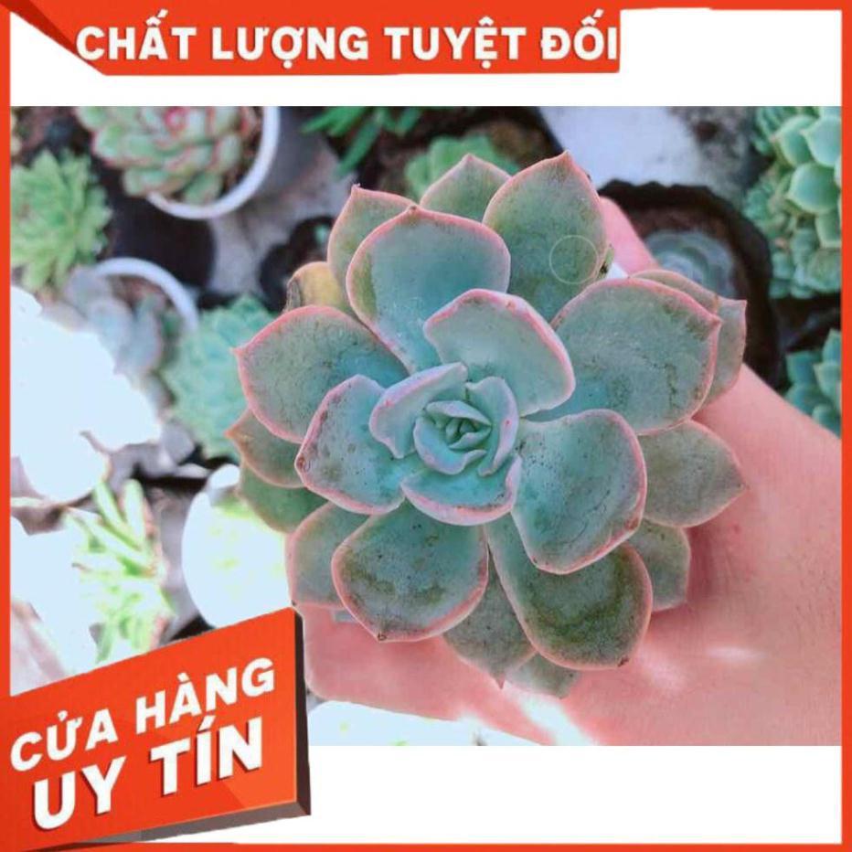 Combo 10 cây sen đá Nhiều Người Mua