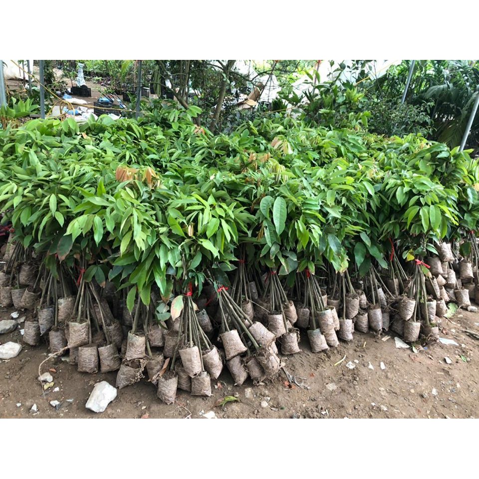 CÂY GIỐNG VẢI KHÔNG HẠT )
