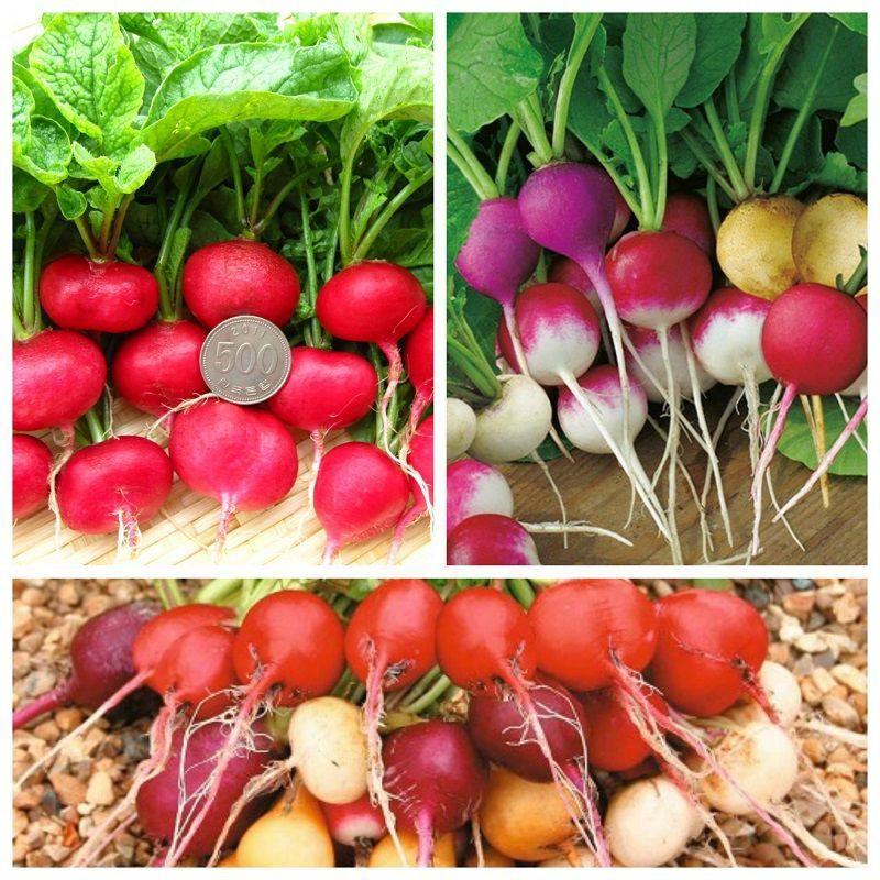Hạt giống củ cải cherry nhiều màu 0.5gr