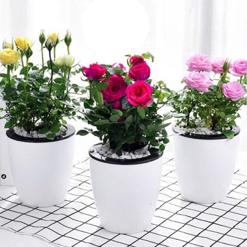 Combo Bộ Chậu Tự Dưỡng, Trồng Cây Thủy Sinh