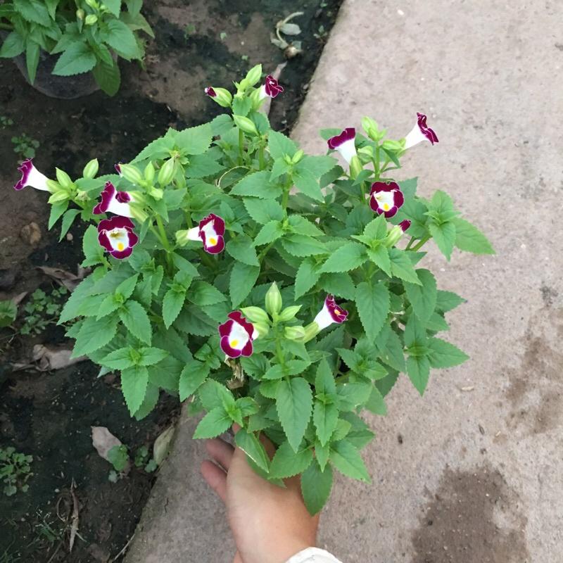 Cây hoa mắt nai đã có hoa và nụ , cây hoa trang trí công viên và bồn cây