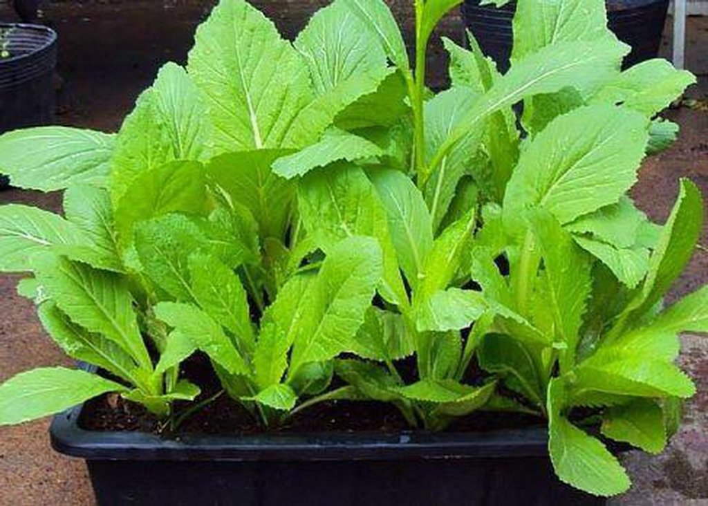 20 gram hạt giống rau cải mơ