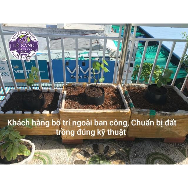 Cây Nho Kẹo ghép, giống nho kẹo ngọt Chuẩn Giống cam kết chất lượng