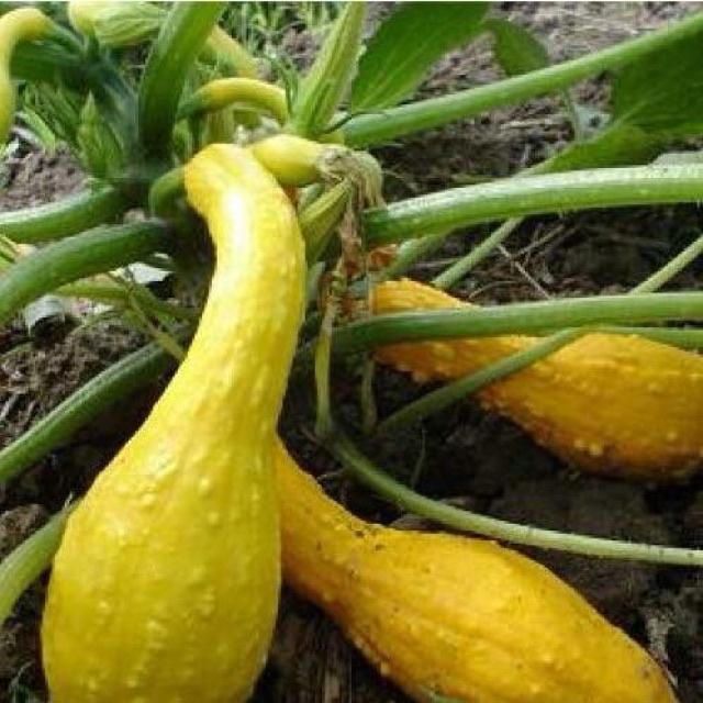 Hạt giống bí thiên nga F1 KNS338 - Gói 5 hạt