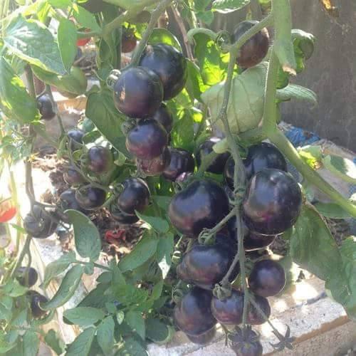 Cà Chua Bi Chùm Đỏ - Vàng - Đen