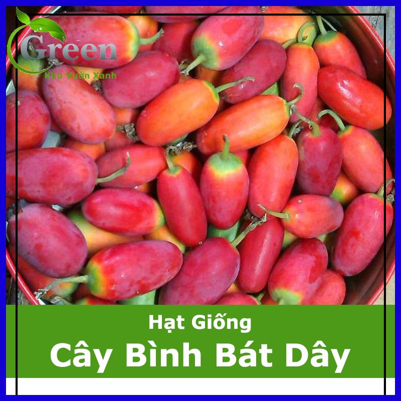 Hạt Giống Cây Bình Bát Dây