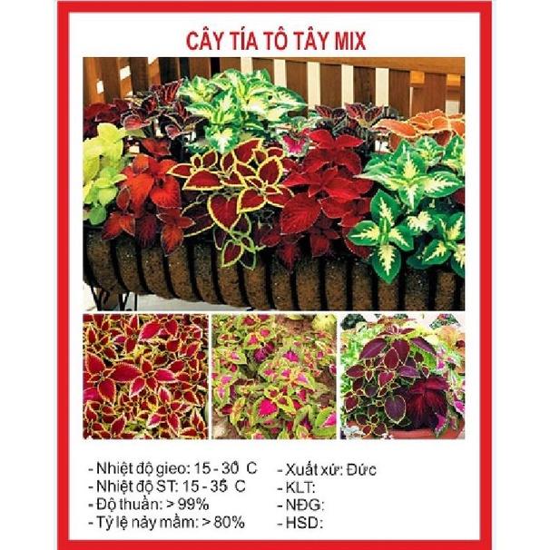 Hạt giống hoa tía tô tây Mix nhiều màu 50 hạt/gói