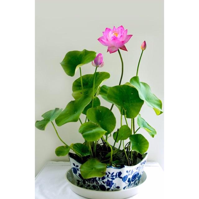Hạt giống hoa sen baby