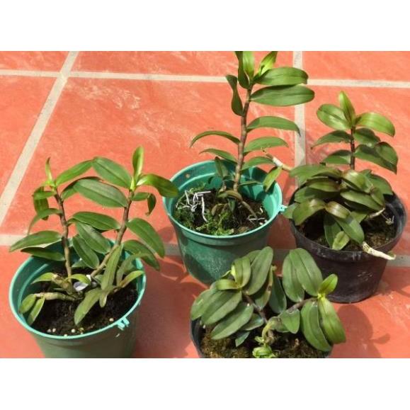 Châu như thân đỏ chậu to giá 1 chậu