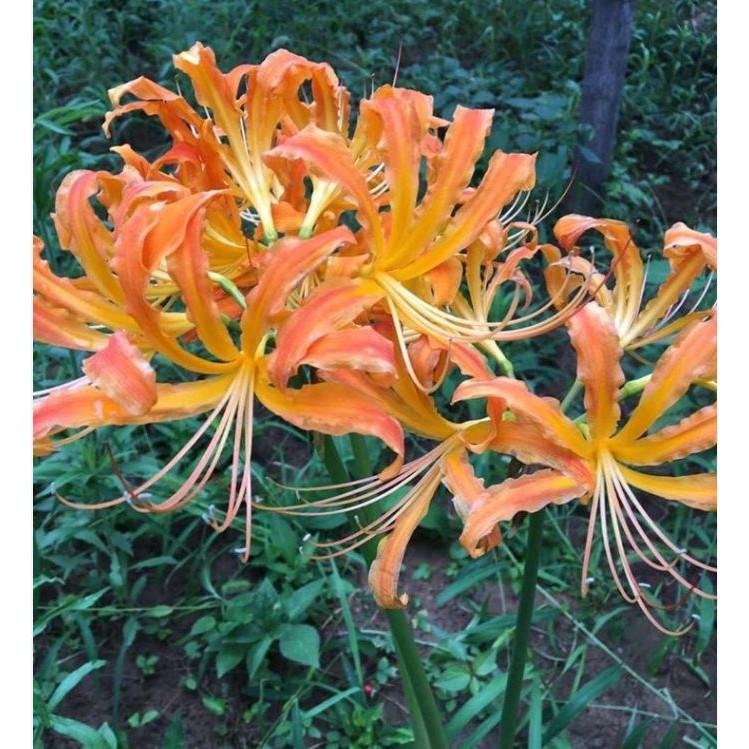 Bộ 5 củ giống hoa bỉ ngạn nhiều màu