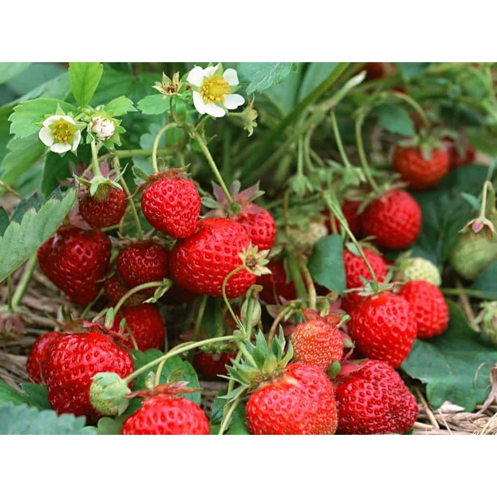 Hạt giống dâu tây đỏ - hatgiong24h