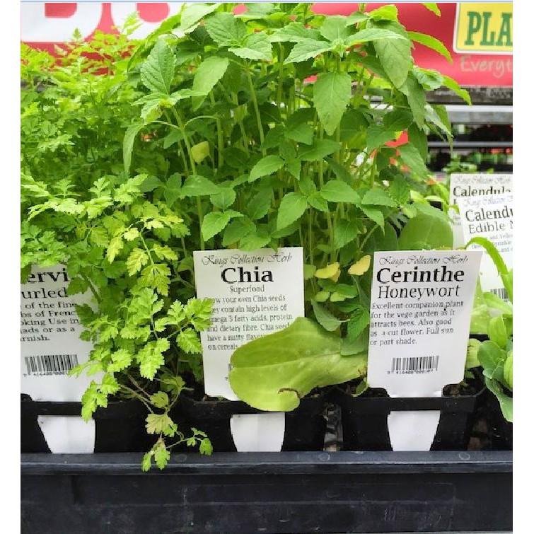 Hạt Giống Hạt Chia - Mỹ  100 hạt/gói