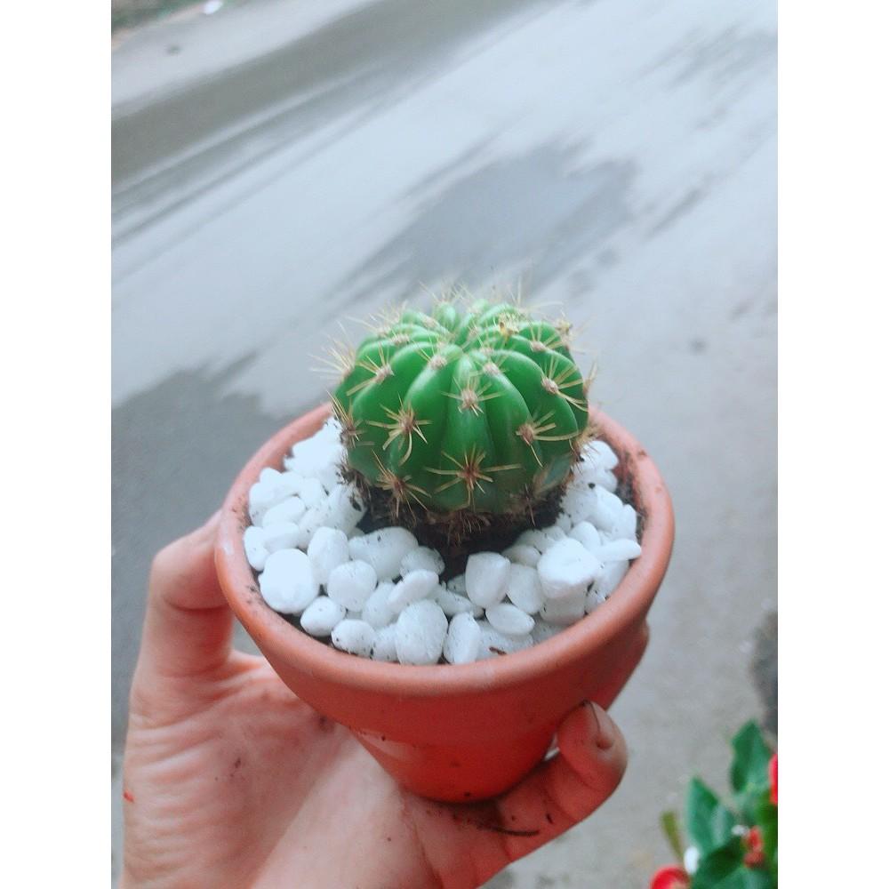 Chậu Xương Rồng Bí Xanh