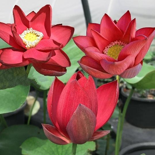 Hạt giống Hoa Sen Rado 846 mix màu - Cây lùn