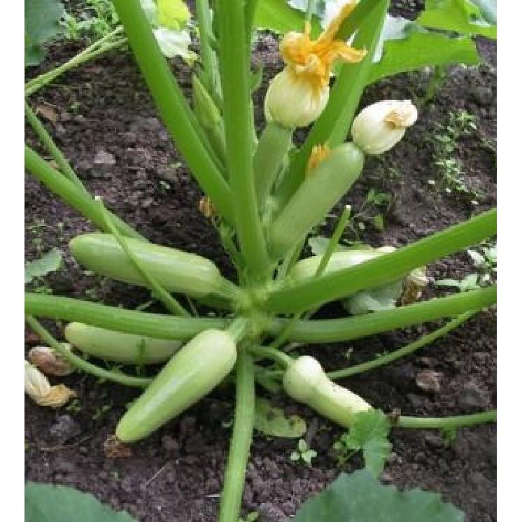 Hạt giống bí ngồi xanh - 15-20 hạt/gói