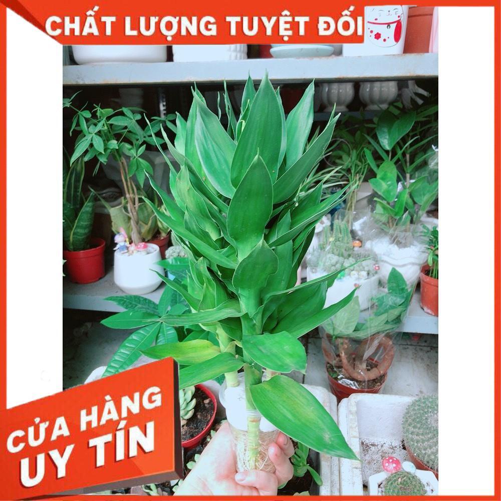 Phát Tài Búp Sen