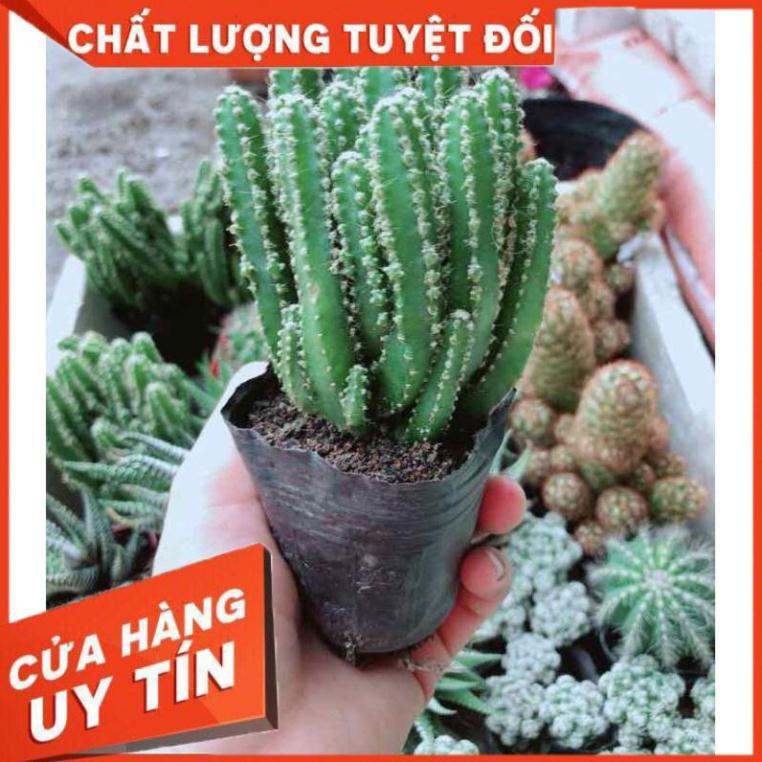 Xương rồng thanh sơn Nhiều Người Mua