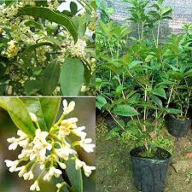 Cây mộc hương ta , hoa vàng thơm ngát, cây to khỏe CHẤT LƯỢNG UY TÍN