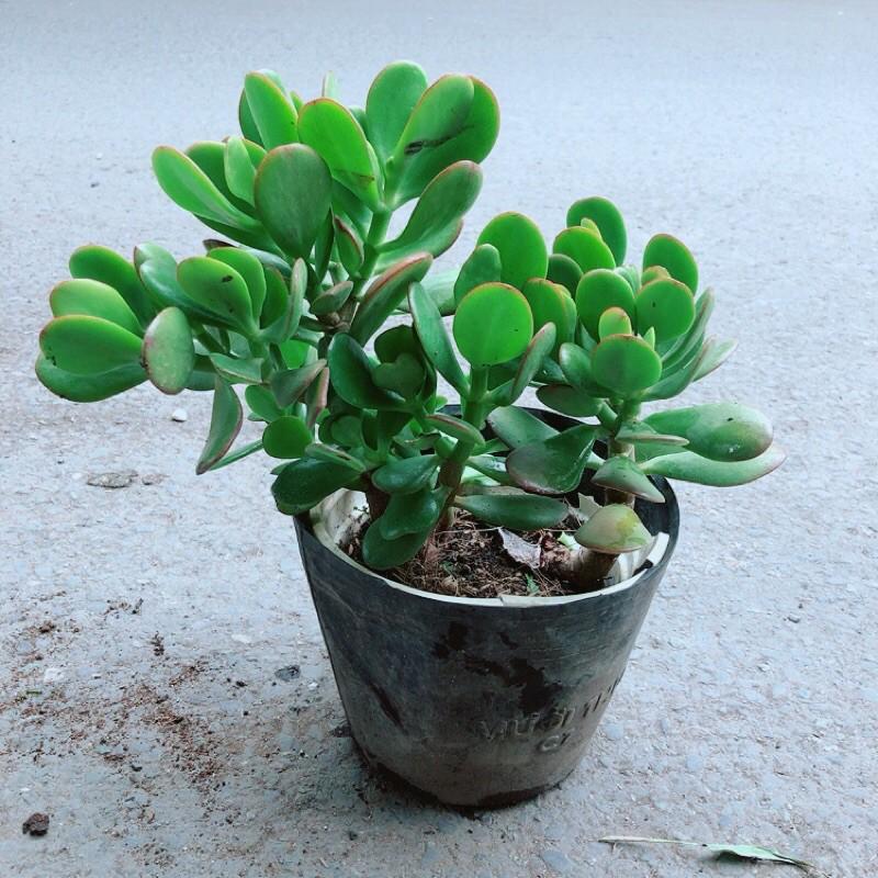 Cây Ngọc Bích Hợp Phong Thuỷ