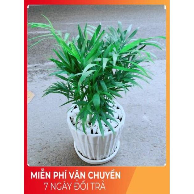 Chậu Cây Cau Tiểu Trâm