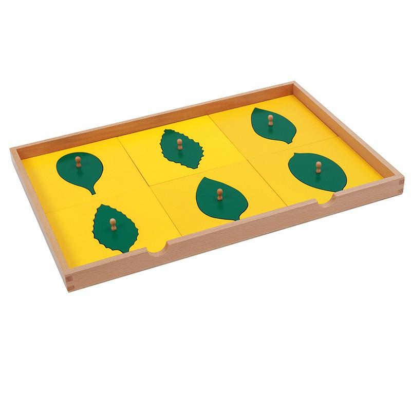 Tủ đựng mẫu lá cây - Botany Leaf Cabinet