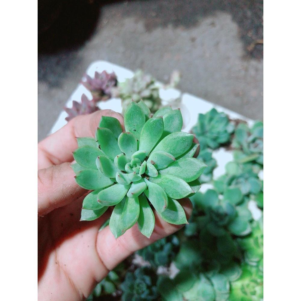 Combo 12 Cây Sen Đá