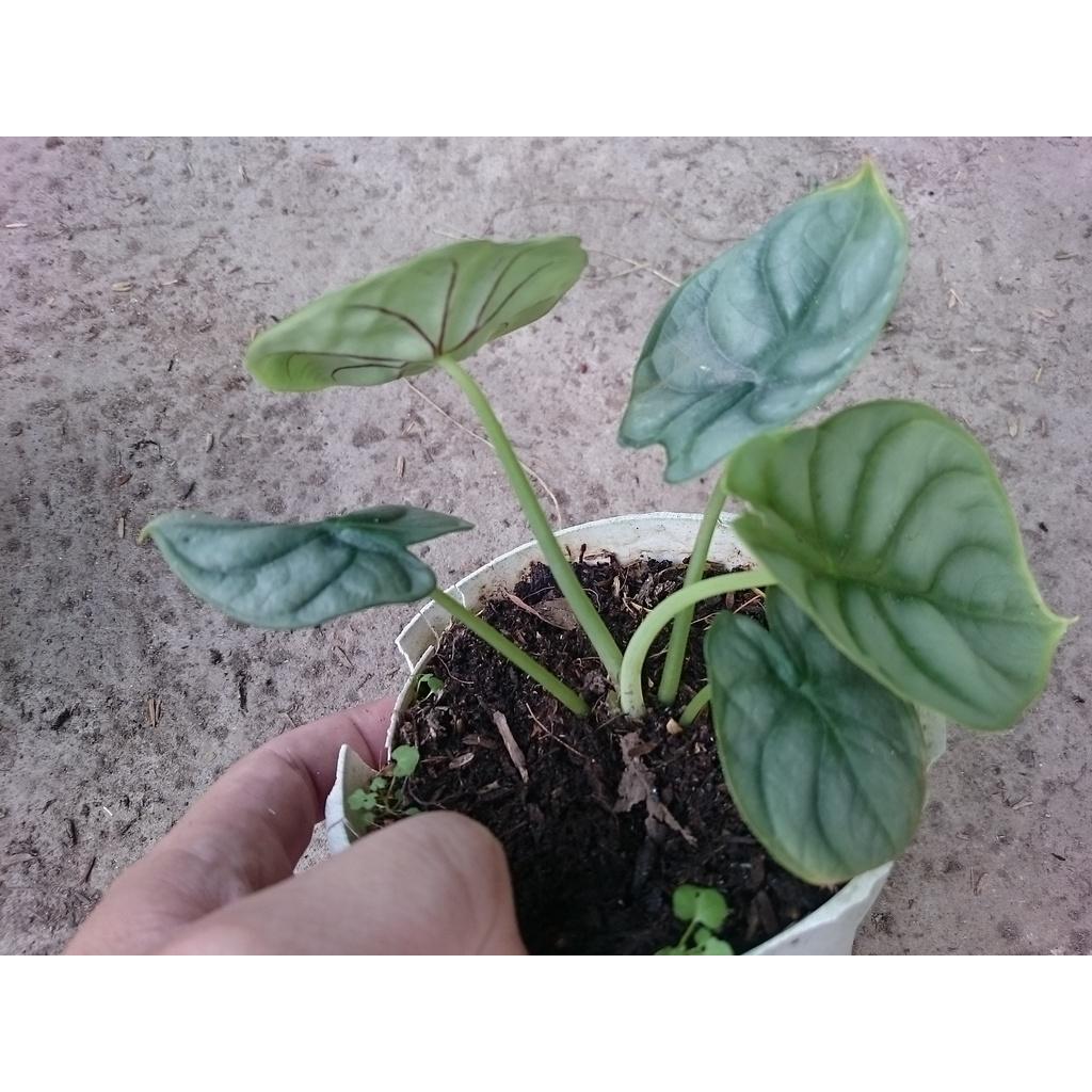 Môn Rồng Bạc - cây cảnh để bàn + tặng phân bón cho cây