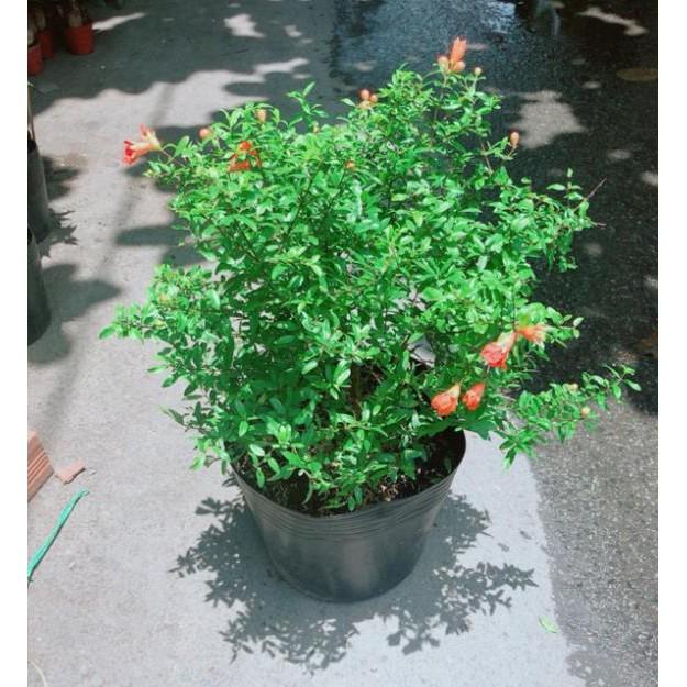 Cây Lựu Ấn Độ