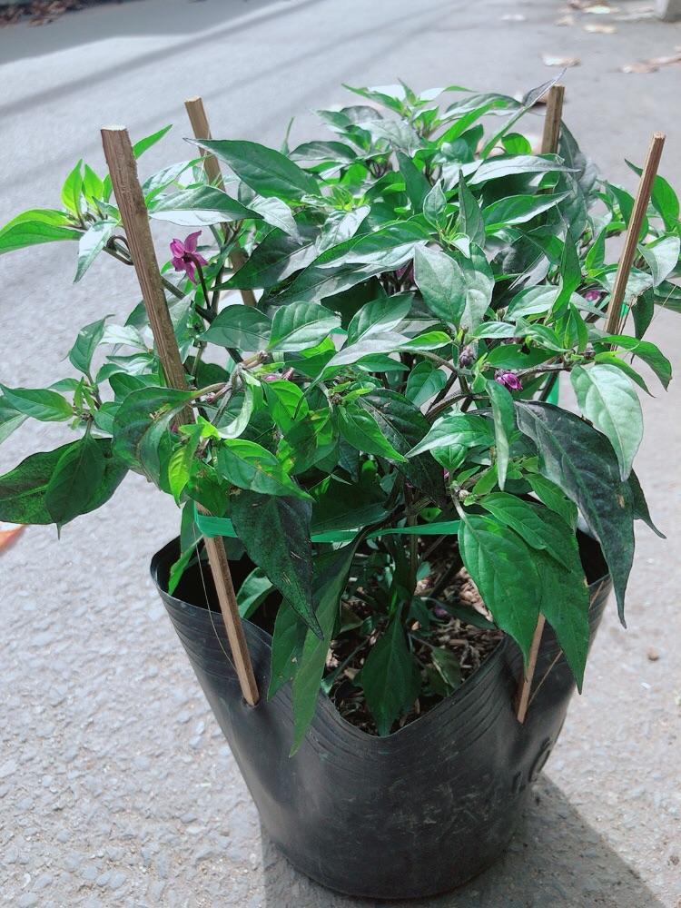 Bụi Ớt Tím