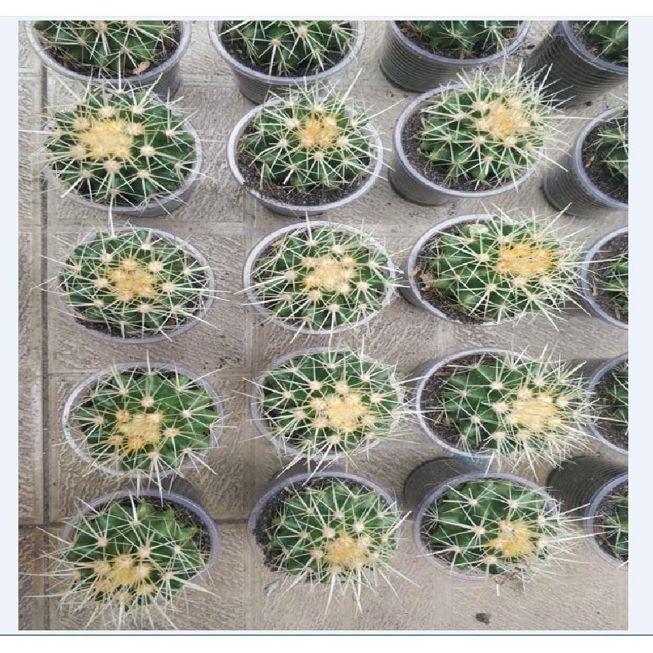 Hạt giống cây xương rồng kim hổ 20 hạt/gói