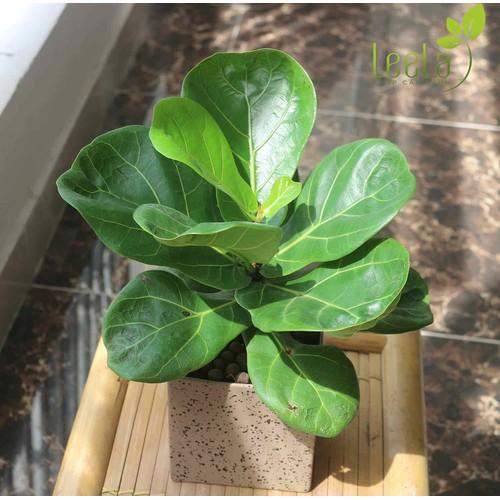 Cây Bàng Singapore - Cây cảnh sân vườn + Tặng phân bón cho cây mau lớn