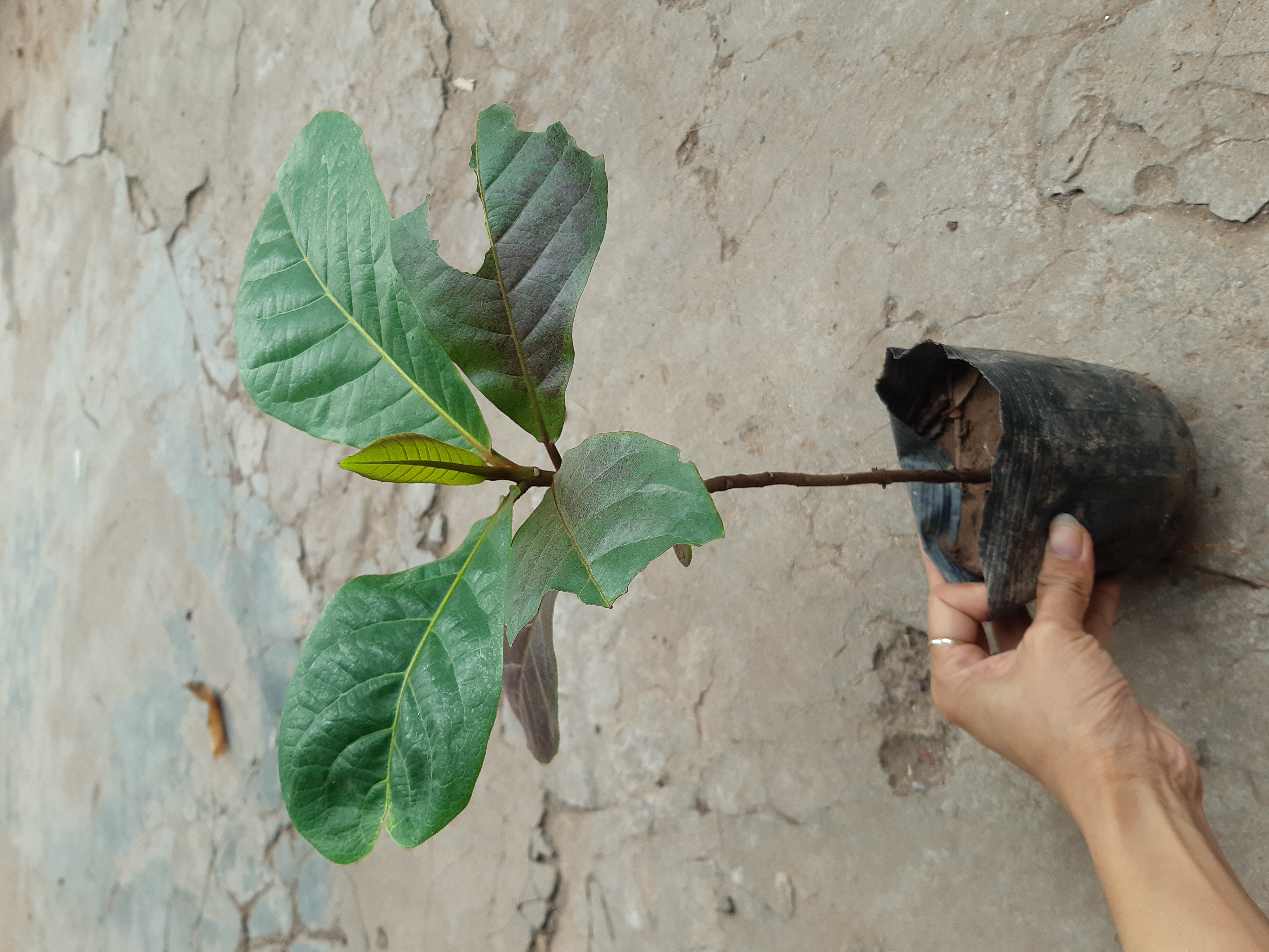 cây giống bàng ta